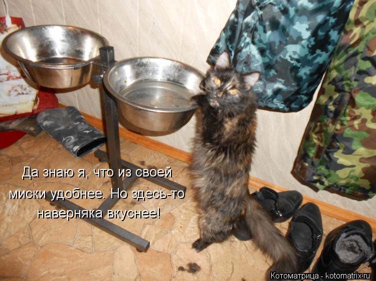 Да знаю я, что из своей миски удобнее. Но здесь-то наверняка вкуснее!... Котоматрица: Да знаю я, что из своей миски удобнее. Но здесь-то наверняка вкуснее!