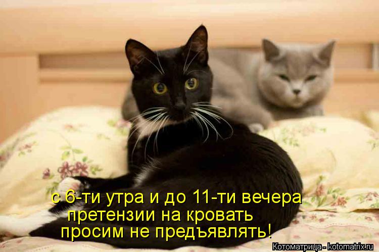 с 6-ти утра и до 11-ти вечера претензии на кровать просим не предъявлять!... Котоматрица: с 6-ти утра и до 11-ти вечера претензии на кровать просим не предъявлять!