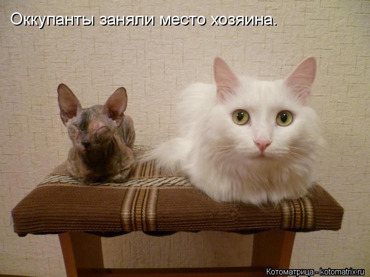 Оккупанты заняли место хозяина.... Котоматрица: Оккупанты заняли место хозяина.