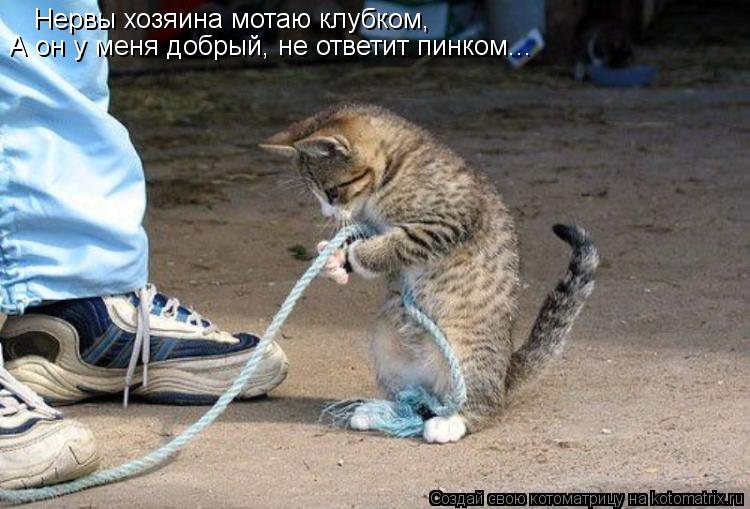 Нервы хозяина мотаю клубком, А он у меня добрый, не ответит пинком...... Котоматрица: Нервы хозяина мотаю клубком, А он у меня добрый, не ответит пинком...
