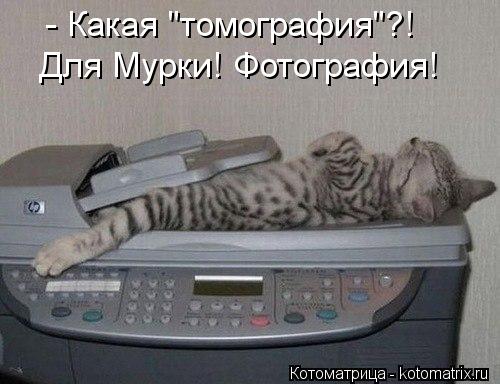 - Какая "томография"?! Для Мурки! Фотография!... Котоматрица: - Какая "томография"?! Для Мурки! Фотография!