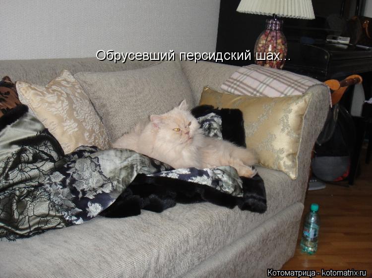 Обрусевший персидский шах...... Котоматрица: Обрусевший персидский шах...