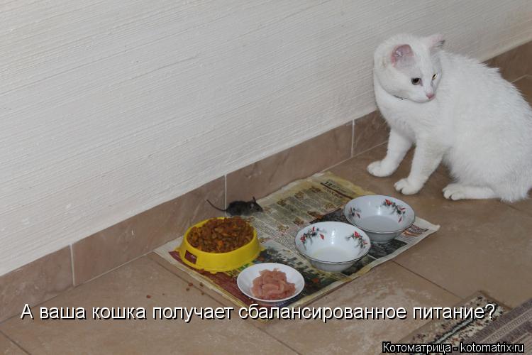 Котоматрица: А ваша кошка получает сбалансированное питание? А ваша кошка получает сбалансированное питание?
