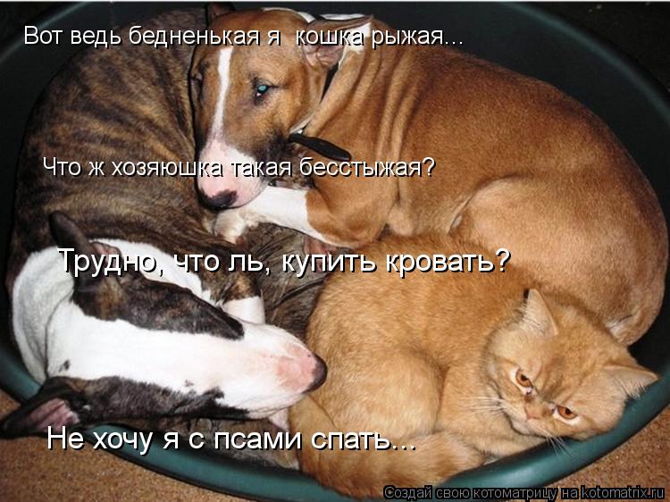 Котоматрица: Что ж хозяюшка такая бесстыжая?  Трудно, что ль, купить кровать? Не хочу я с псами спать... Вот ведь бедненькая я  кошка рыжая...