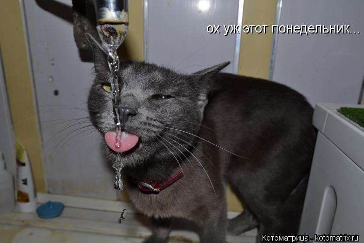 ох уж этот понедельник...... Котоматрица: ох уж этот понедельник...