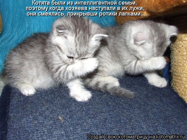 Котоматрица: Котята были из интеллигентной семьи, поэтому когда хозяева наступали в их лужи, они смеялись, прикрывши ротики лапками...