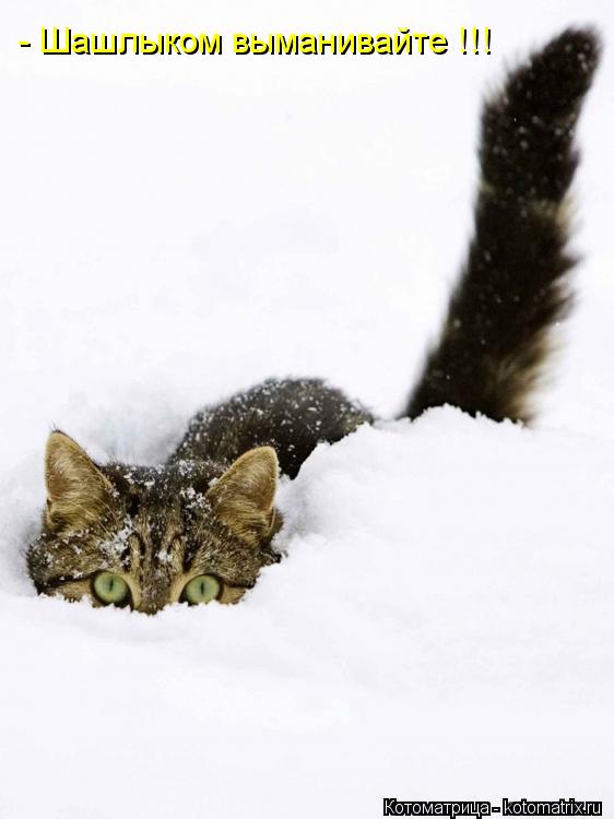 Котоматрица: - Шашлыком выманивайте !!!