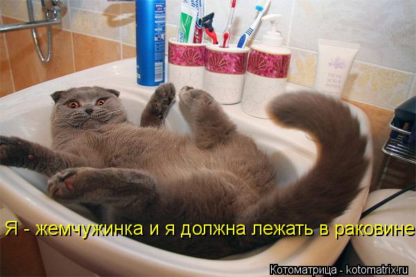 Я - жемчужинка и я должна лежать в раковине!... Котоматрица: Я - жемчужинка и я должна лежать в раковине!