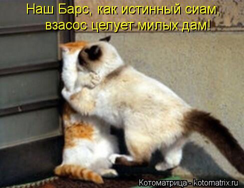 Котоматрица: Наш Барс, как истинный сиам, взасос целует милых дам!