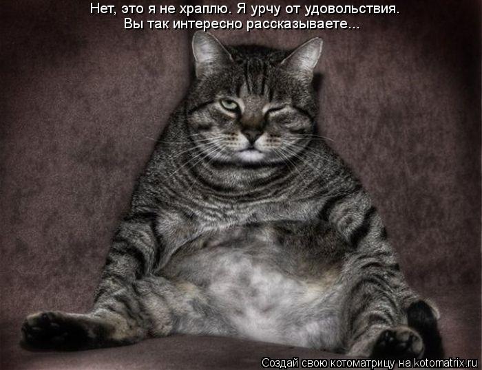 Вы так интересно рассказываете... Нет, это я не храплю. Я урчу от удовольствия.... Котоматрица: Вы так интересно рассказываете... Нет, это я не храплю. Я урчу от удовольствия.
