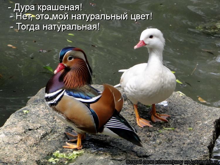 - Дура крашеная! - Нет, это мой натуральный цвет! - Тогда натуральная!... Котоматрица: - Дура крашеная! - Нет, это мой натуральный цвет! - Тогда натуральная!