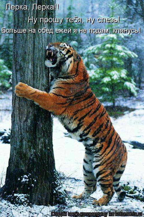 Лерка, Лерка!! Ну прошу тебя, ну слезь! Больше на обед ежей я не подам, клянусь!... Котоматрица: Лерка, Лерка!! Ну прошу тебя, ну слезь! Больше на обед ежей я не подам, клянусь!