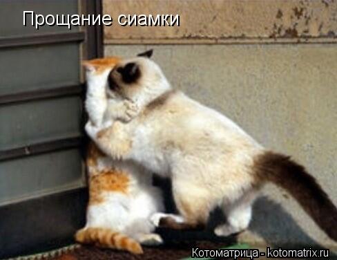 Прощание сиамки... Котоматрица: Прощание сиамки