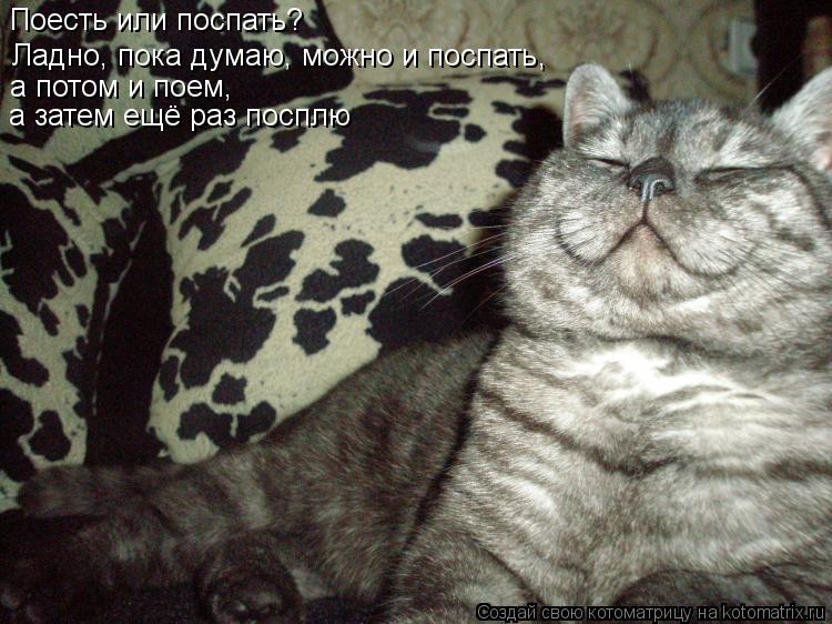 Поесть или поспать? Ладно, пока думаю, можно и поспать , а потом и поем, а затем ещё раз посплю... Котоматрица: Поесть или поспать? Ладно, пока думаю, можно и поспать , а потом и поем, а затем ещё раз посплю