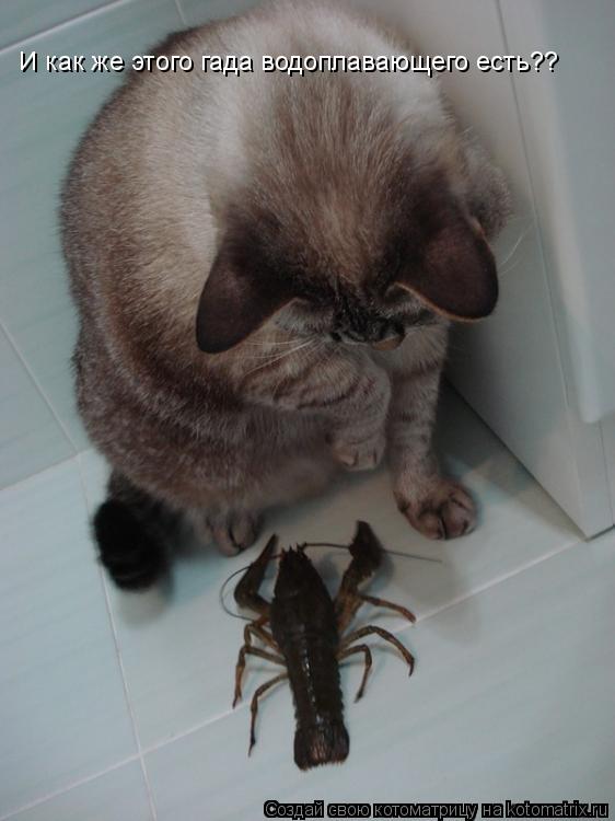 Котоматрица: И как же этого гада водоплавающего есть??