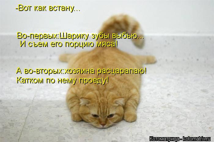 -Вот как встану... Во-первых:Шарику зубы выбью... И съем его порцию мяса! А во-вторых:хозяина расцара... Котоматрица: -Вот как встану... Во-первых:Шарику зубы выбью... И съем его порцию мяса! А во-вторых:хозяина расцарапаю! Катком по нему проеду!