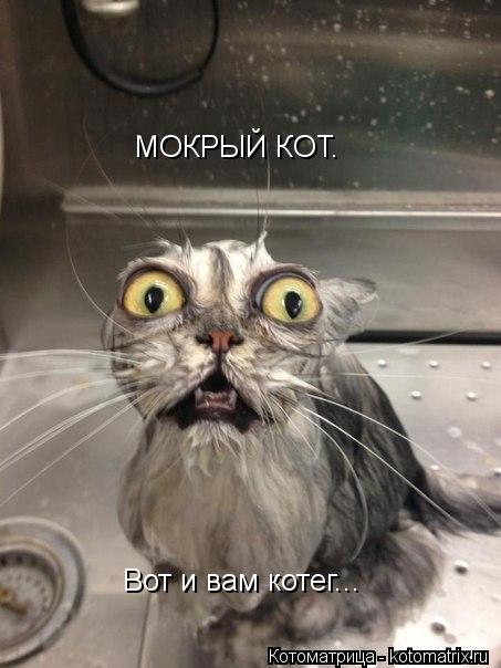 МОКРЫЙ КОТ. Вот и вам котег...... Котоматрица: МОКРЫЙ КОТ. Вот и вам котег...