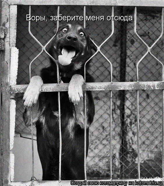 Воры, заберите меня отсюда... Котоматрица: Воры, заберите меня отсюда