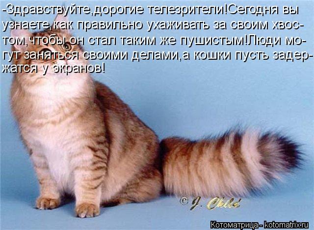 -Здравствуйте,дорогие телезрители!Сегодня вы узнаете,как правильно ухаживать за своим хвос- том,чтоб... Котоматрица: -Здравствуйте,дорогие телезрители!Сегодня вы узнаете,как правильно ухаживать за своим хвос- том,чтобы он стал таким же пушистым!Люди мо- гу