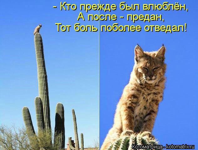 - Кто прежде был влюблён, А после - предан, Тот боль поболее отведал!... Котоматрица: - Кто прежде был влюблён, А после - предан, Тот боль поболее отведал!