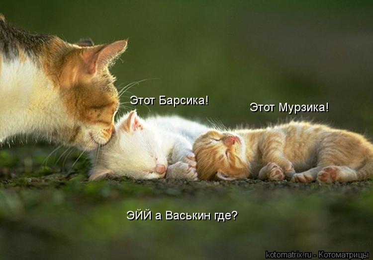 Этот Барсика! Этот Мурзика! ЭЙЙ а Васькин где?... Котоматрица: Этот Барсика! Этот Мурзика! ЭЙЙ а Васькин где?