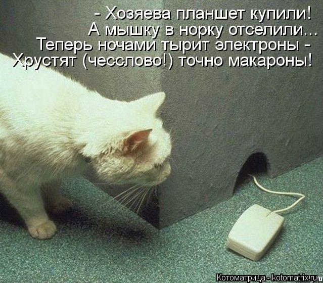 - Хозяева планшет купили! А мышку в норку отселили... Теперь ночами тырит электроны - Хрустят (чессл... Котоматрица: - Хозяева планшет купили! А мышку в норку отселили... Теперь ночами тырит электроны - Хрустят (чесслово!) точно макароны!