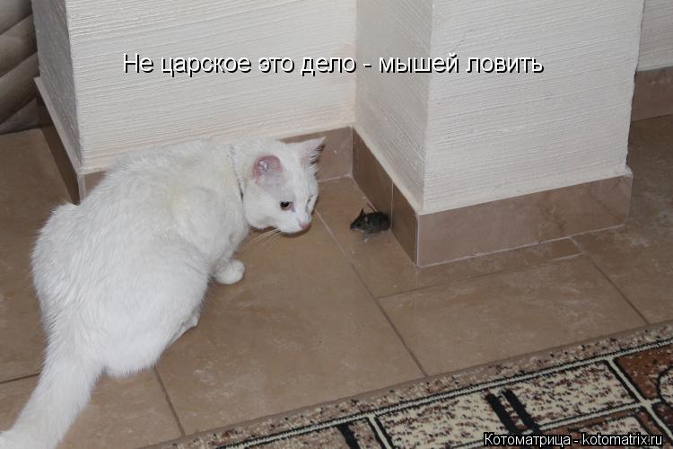 Не царское это дело - мышей ловить... Котоматрица: Не царское это дело - мышей ловить