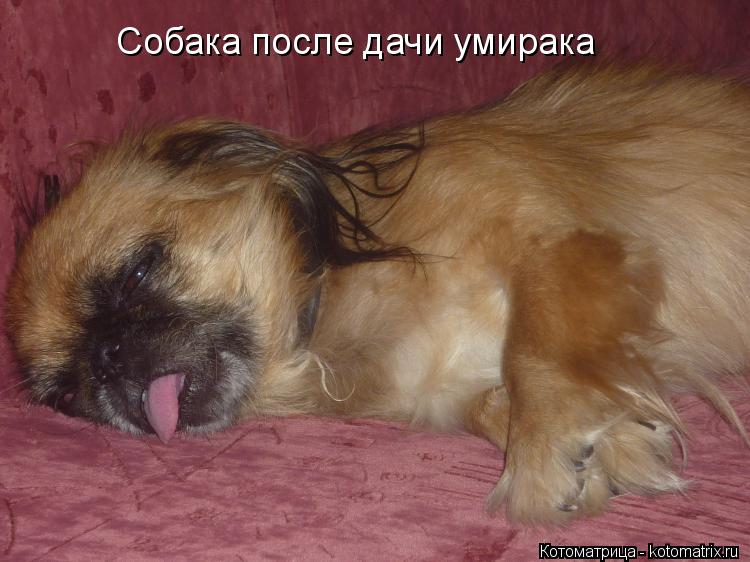 Котоматрица: Собака после дачи умирака