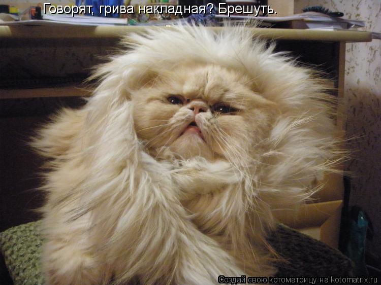 Говорят, грива накладная? Брешуть.... Котоматрица: Говорят, грива накладная? Брешуть.