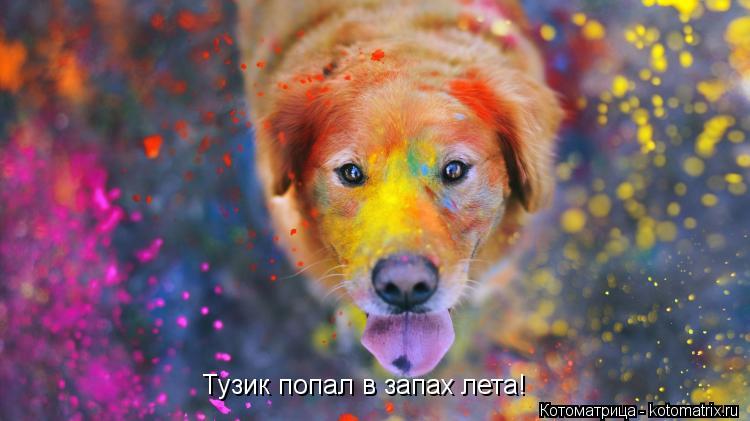Тузик попал в запах лета!... Котоматрица: Тузик попал в запах лета!