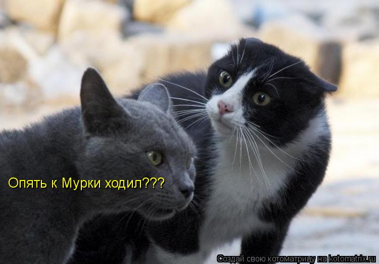 Котоматрица: Опять к Мурки ходил???