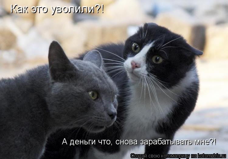 Как это уволили?! А деньги что, снова зарабатывать мне?!... Котоматрица: Как это уволили?! А деньги что, снова зарабатывать мне?!