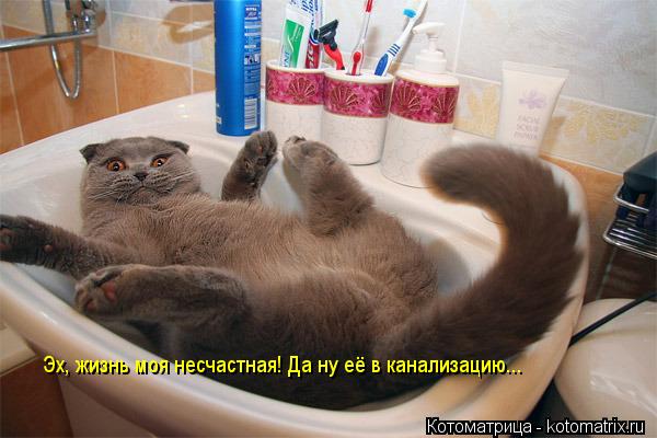 Эх, жизнь моя несчастная! Да ну её в канализацию...... Котоматрица: Эх, жизнь моя несчастная! Да ну её в канализацию...