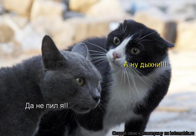 А ну дыхни!!! Да не пил я!!... Котоматрица: А ну дыхни!!! Да не пил я!!