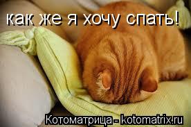 как же я хочу спать!... Котоматрица: как же я хочу спать!