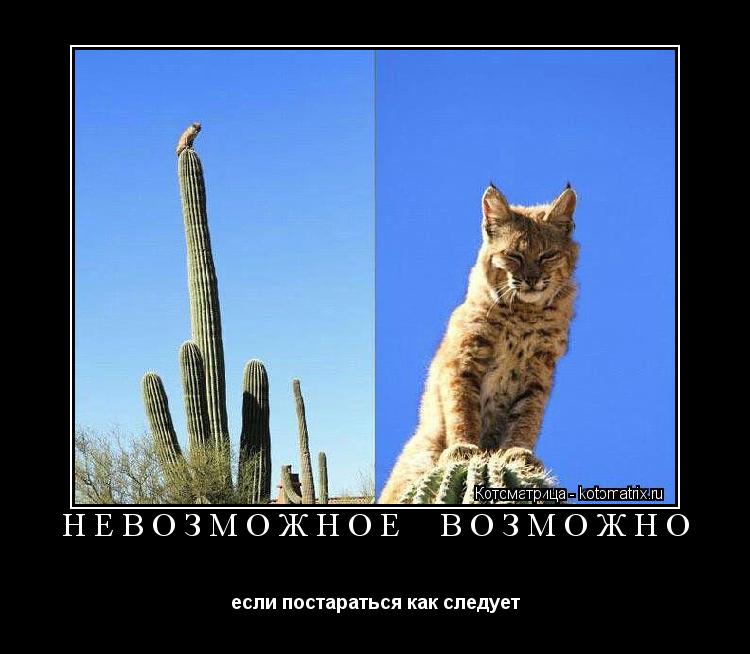 НЕВОЗМОЖНОЕ ВОЗМОЖНО если постараться как следует... Котоматрица: НЕВОЗМОЖНОЕ ВОЗМОЖНО если постараться как следует