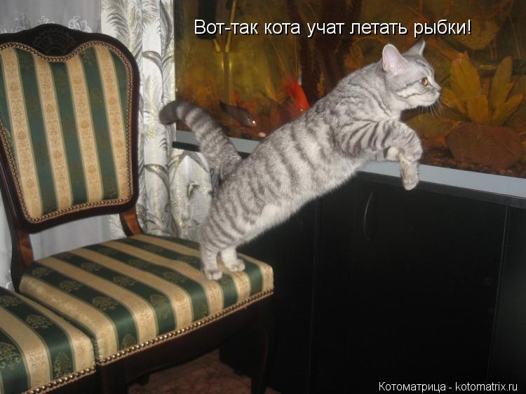 Вот-так кота учат летать рыбки!... Котоматрица: Вот-так кота учат летать рыбки!