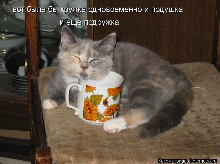 вот была бы кружка одновременно и подушка и еще подружка... Котоматрица: вот была бы кружка одновременно и подушка и еще подружка