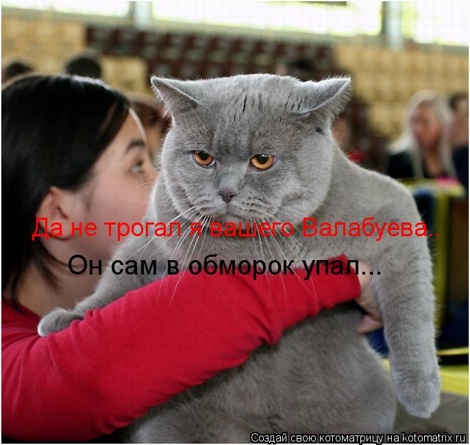 Да не трогал я вашего Валабуева.. Он сам в обморок упал...... Котоматрица: Да не трогал я вашего Валабуева.. Он сам в обморок упал...