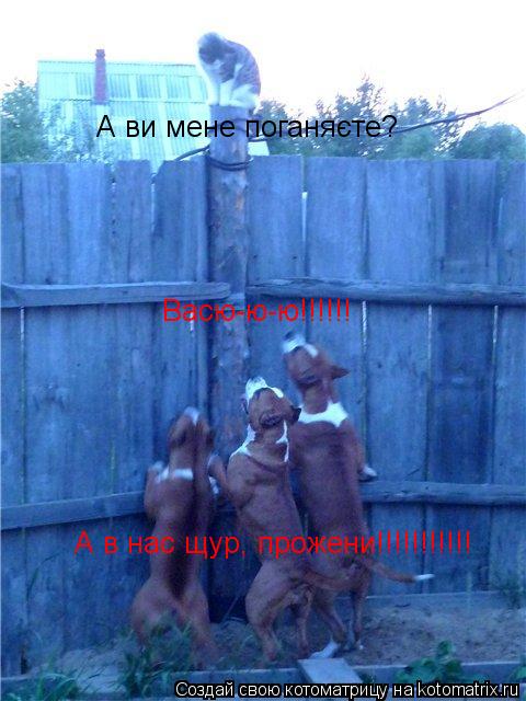 Васю-ю-ю!!!!!! А в нас щур, прожени!!!!!!!!!!! А ви мене поганяєте?... Котоматрица: Васю-ю-ю!!!!!! А в нас щур, прожени!!!!!!!!!!! А ви мене поганяєте?