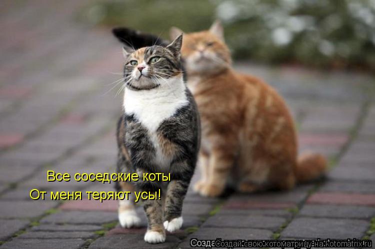 От меня теряют усы! Все соседские коты... Котоматрица: От меня теряют усы! Все соседские коты
