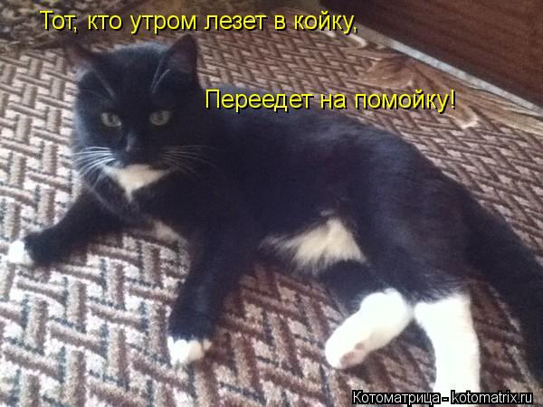 Тот, кто утром лезет в койку, Переедет на помойку!... Котоматрица: Тот, кто утром лезет в койку, Переедет на помойку!