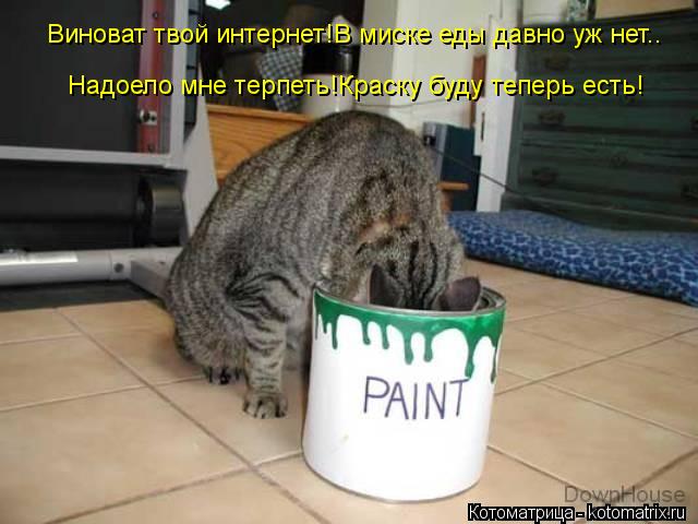 Виноват твой интернет!В миске еды давно уж нет.. Надоело мне терпеть!Краску буду теперь есть!... Котоматрица: Виноват твой интернет!В миске еды давно уж нет.. Надоело мне терпеть!Краску буду теперь есть!