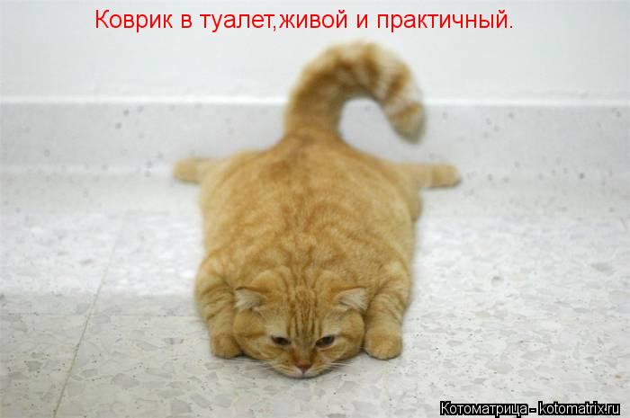 Коврик в туалет,живой и практичный.... Котоматрица: Коврик в туалет,живой и практичный.
