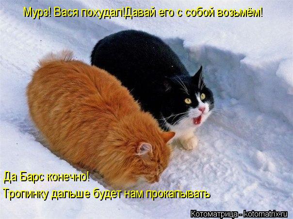 Мурз! Вася похудал!Давай его с собой возьмём! Да Барс конечно! Тропинку дальше будет нам прокапывать... Котоматрица: Мурз! Вася похудал!Давай его с собой возьмём! Да Барс конечно! Тропинку дальше будет нам прокапывать