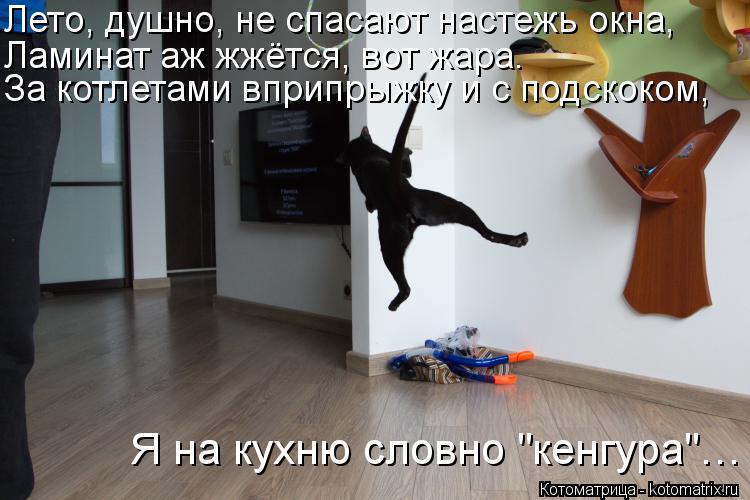 Котоматрица: Лето, душно, не спасают настежь окна, Ламинат аж жжётся, вот жара. За котлетами вприпрыжку и с подскоком, Я на кухню словно "кенгура"…
