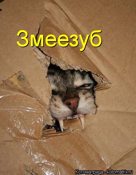 Котоматрица: Змеезуб