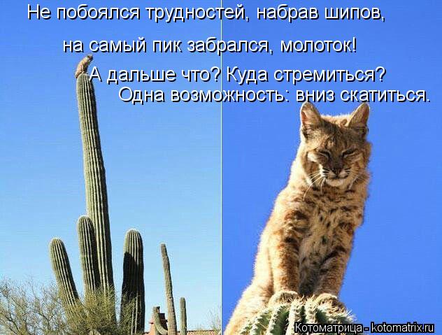 Не побоялся трудностей, набрав шипов, на самый пик забрался, молоток! А дальше что? Куда стремитьс... Котоматрица: Не побоялся трудностей, набрав шипов, на самый пик забрался, молоток! А дальше что? Куда стремиться? Одна возможность: вниз скатиться.