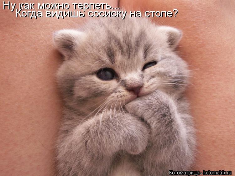 Ну как можно терпеть... Когда видишь сосиску на столе?... Котоматрица: Ну как можно терпеть... Когда видишь сосиску на столе?
