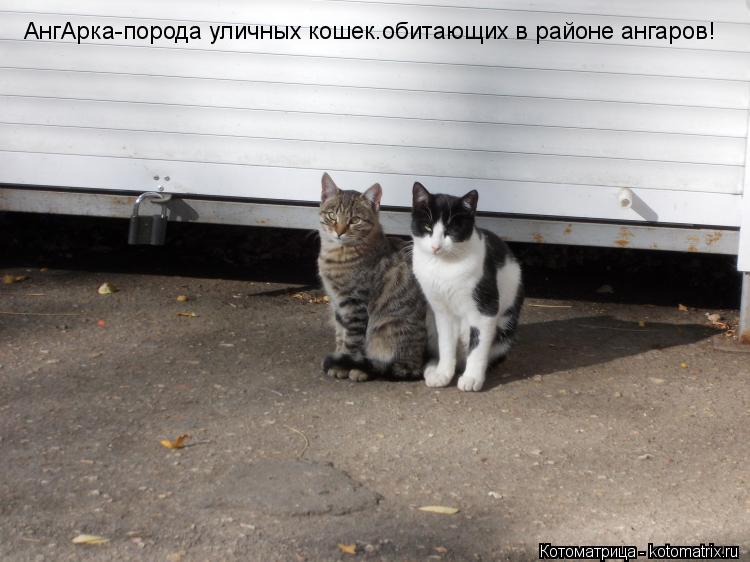 АнгАрка-порода уличных кошек.обитающих в районе ангаров!... Котоматрица: АнгАрка-порода уличных кошек.обитающих в районе ангаров!